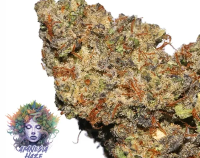 Behind the Haze: Understanding the Genetics and Effects of Amnesia Haze