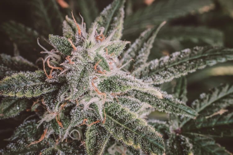420 Music Sessions — Ce que les consommateurs d'Ottawa prévoient | Uper Weed
