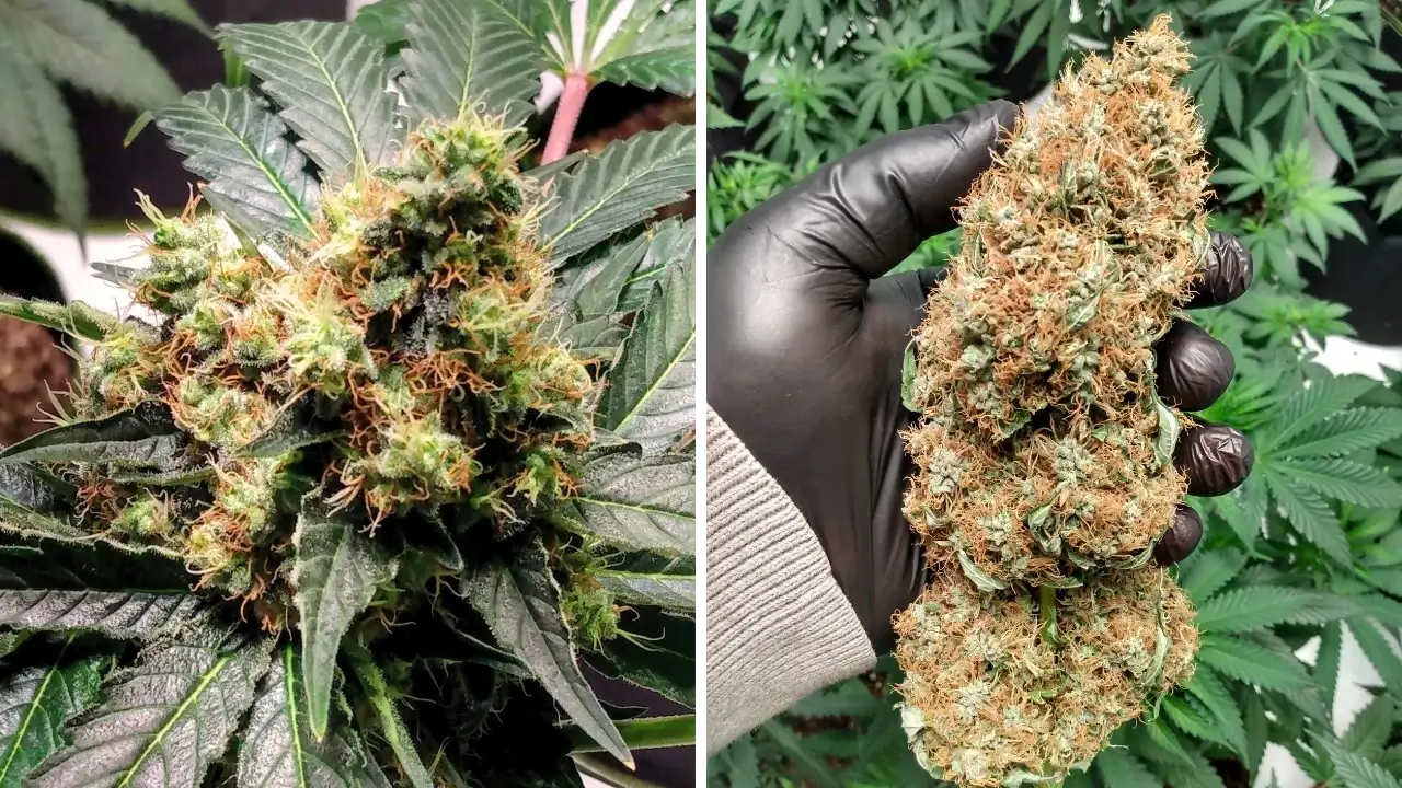 Why Vanier Consumers Choose Delivery | Uper Weed