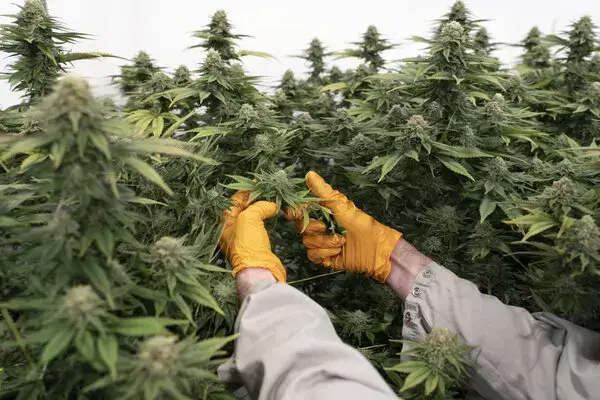 Step 1 — Browse the Menu | Uper Weed