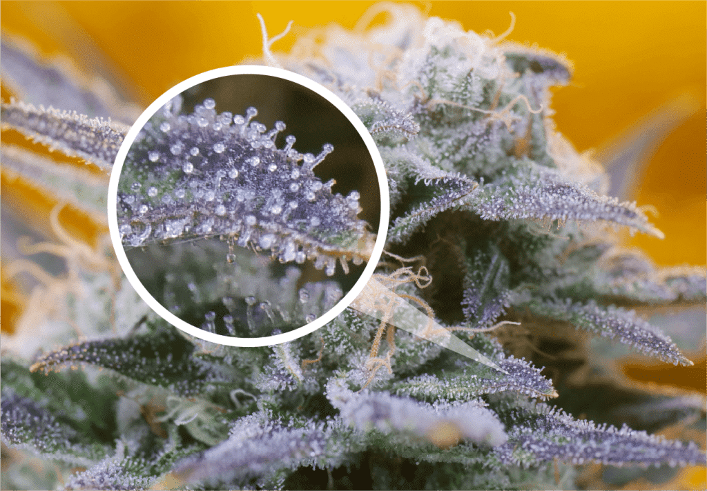 Common First-Time Questions | Uper Weed