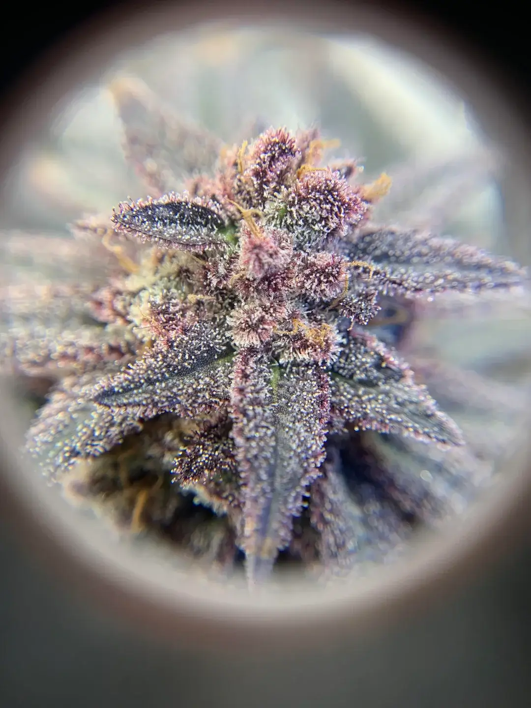 Step 2 — Choose the Right Products for Your First Time | Uper Weed