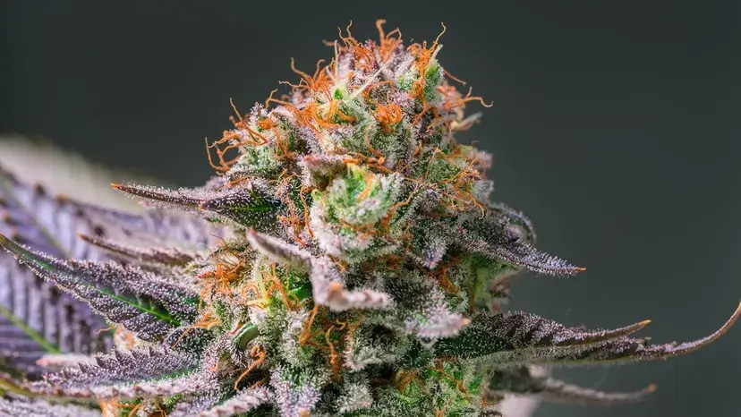 First Time Ordering Weed Online? Here’s Exactly What to Expect in Ottawa
