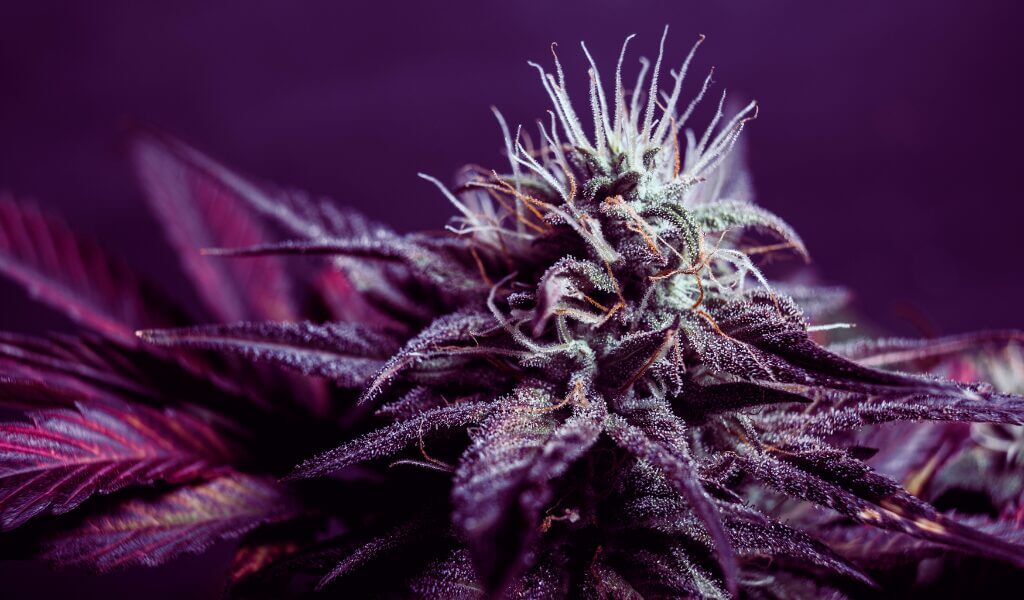 The Afternoon Session — Group Smoke Supply | Uper Weed