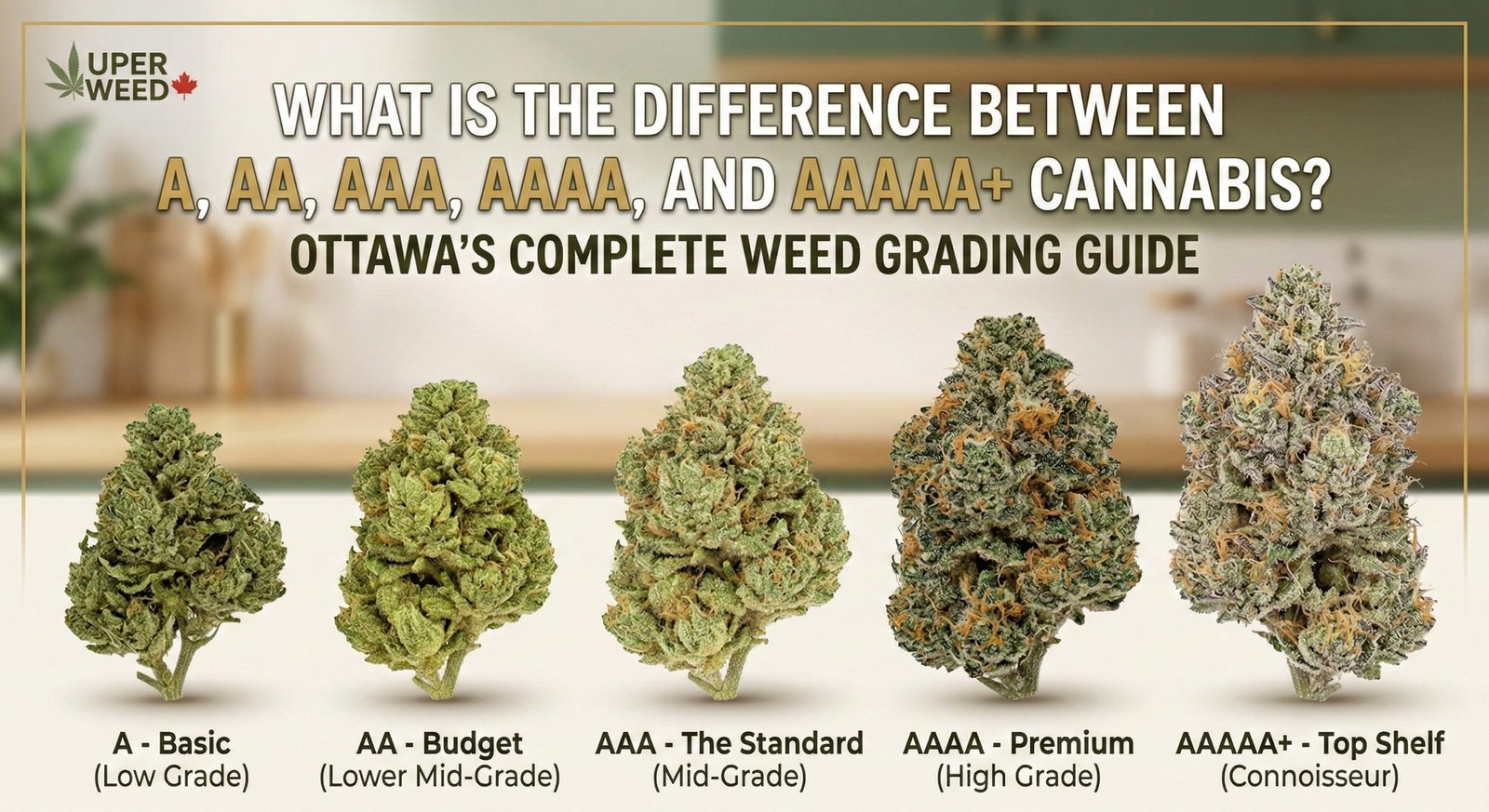 What Is the Difference Between A, AA, AAA, AAAA, and AAAAA+ Cannabis? — Ottawa’s Complete Weed Grading Guide