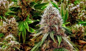 Weed Delivery in Ottawa — UPer Weed