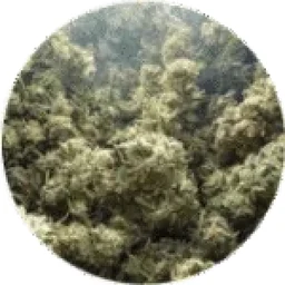 Wholesale / Bulk