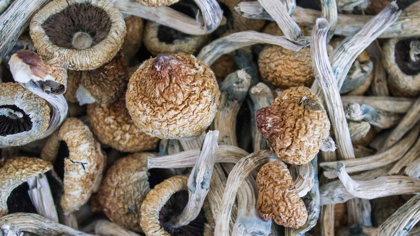 Golden Teacher Mushrooms