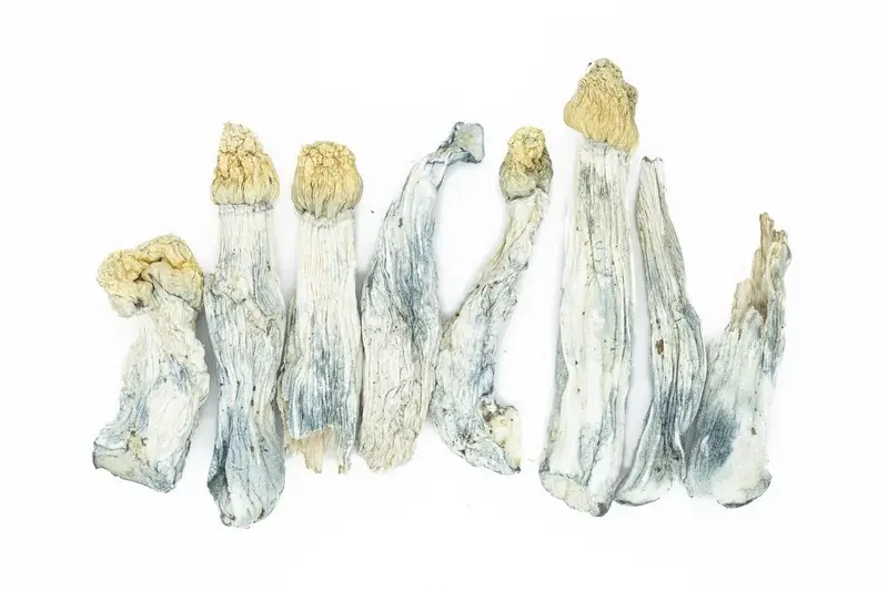 Blue Meanies Mushrooms photo 2