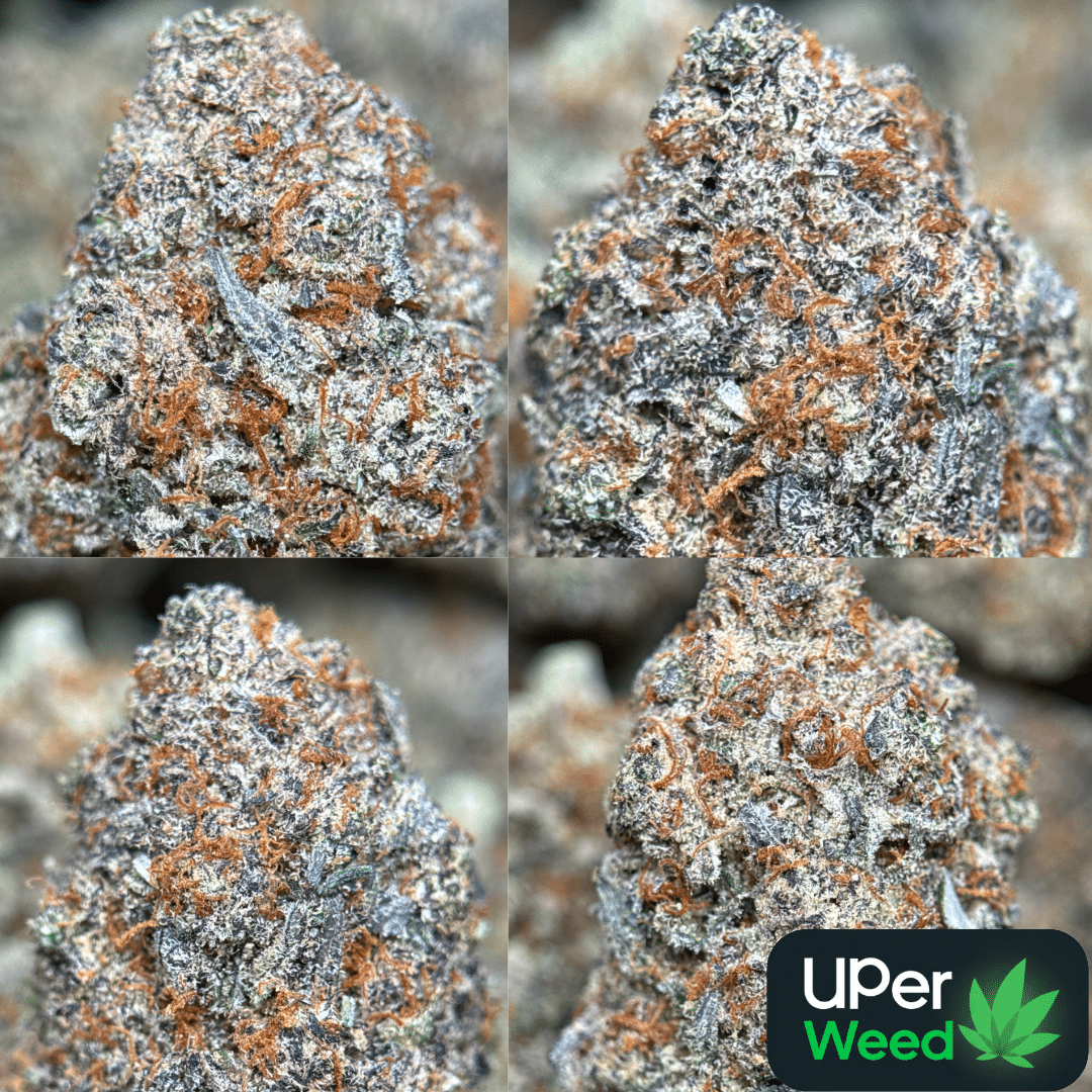 Astroboy 45 13 THC Ultra Premium Sativa