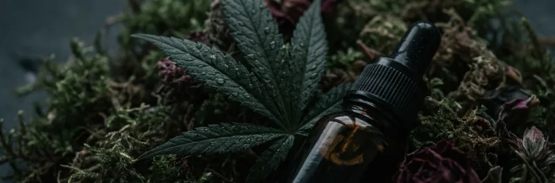 Using Cannabis Oil
