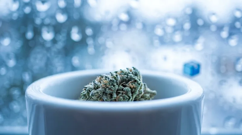 Can't Make It to Grove in Vanier? Get Cannabis Delivered