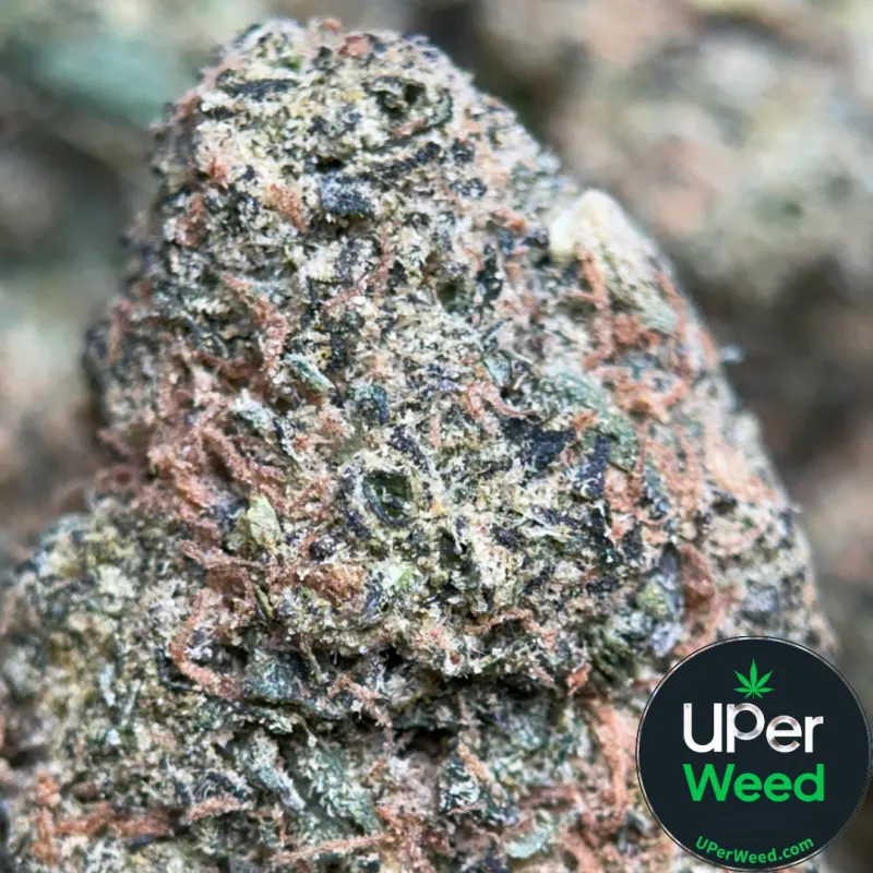 Apple MAC - Indica