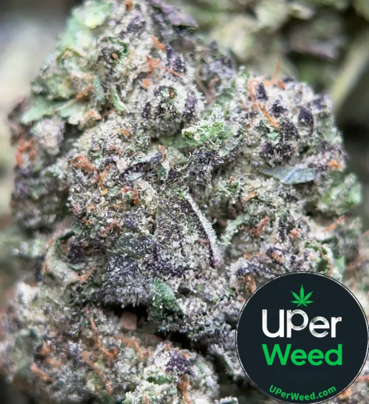 Astro Mints - Indica-Dominant Hybrid | UPer Weed Ottawa & Gatineau