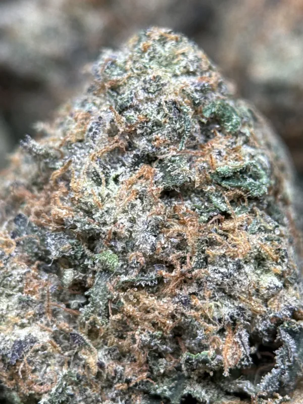 BC Alien Cream Cake photo 3