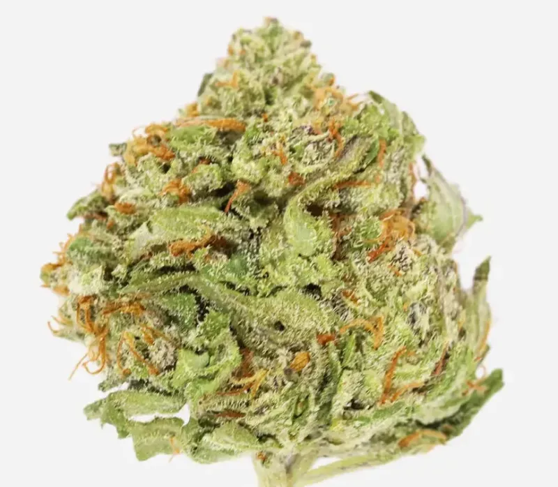 BC Big Bud
