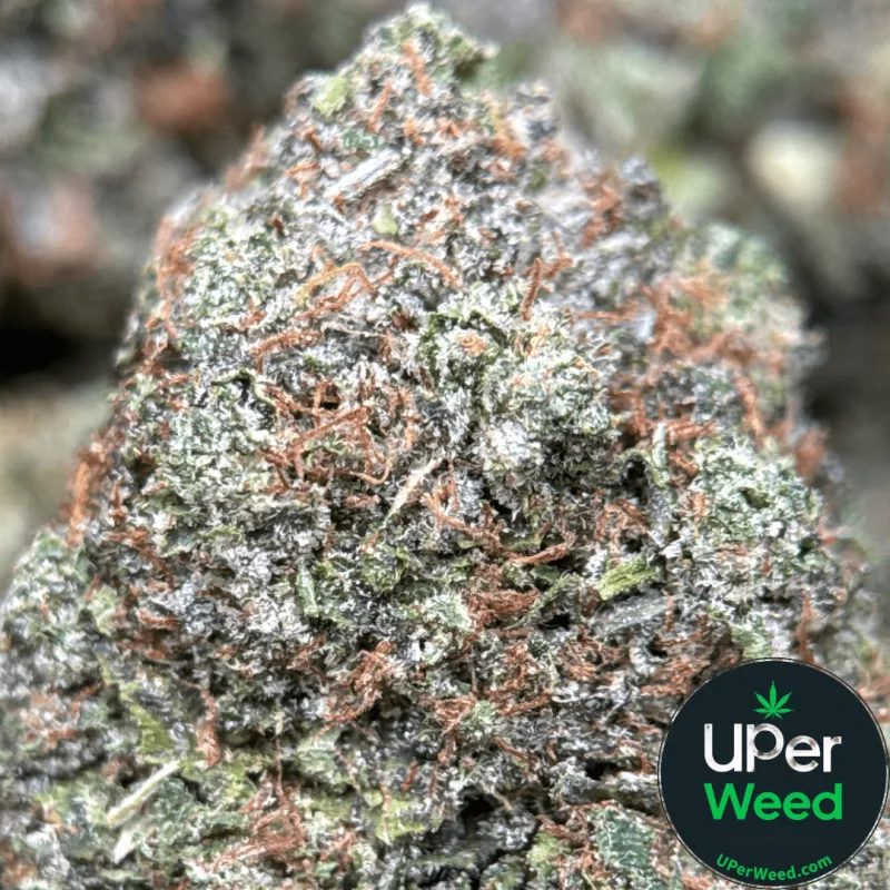 BC Pink Gas