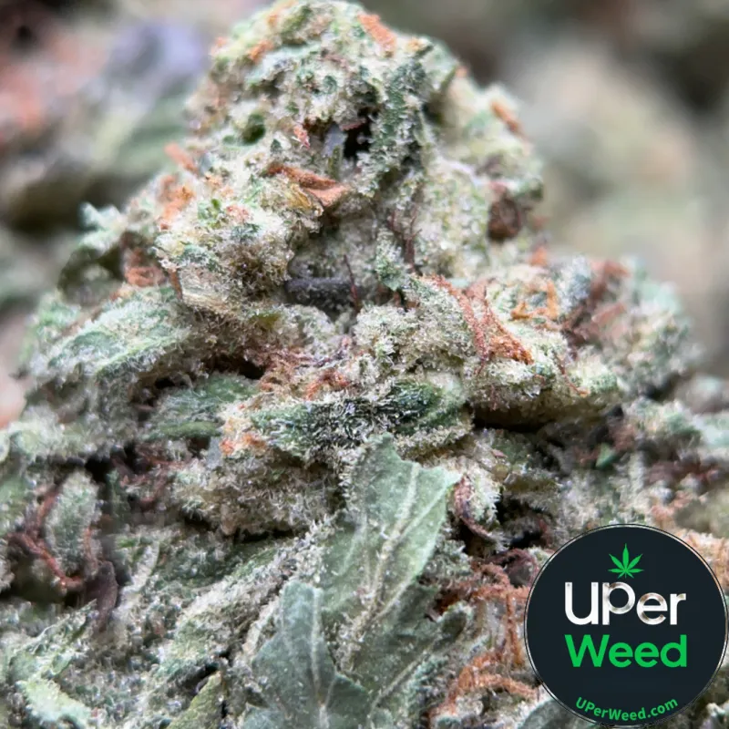 BC Pink Kush - Indica-Dominant Hybrid (THC 31.87%) | UPer Weed Ottawa & Gatineau