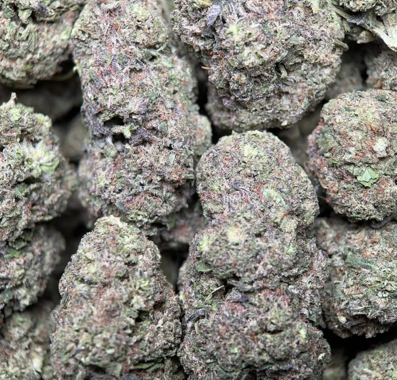 Big Baby Bud photo 3