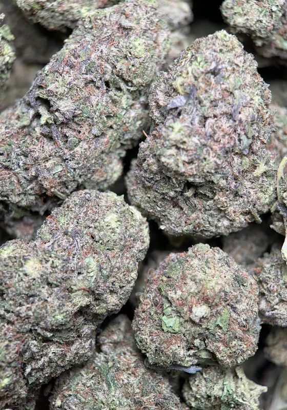 Big Baby Bud photo 4