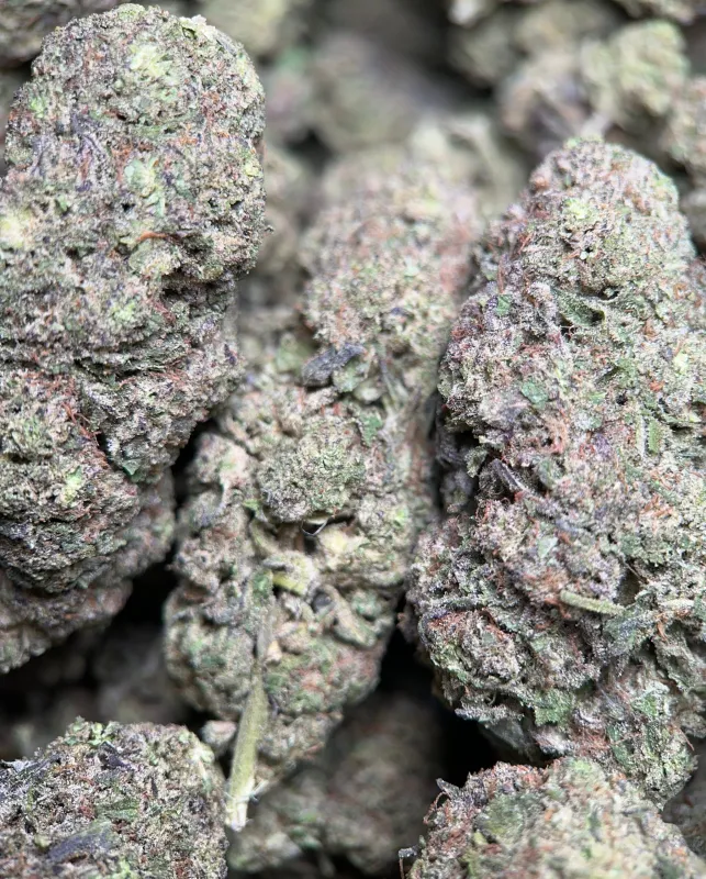 Big Baby Bud photo 5