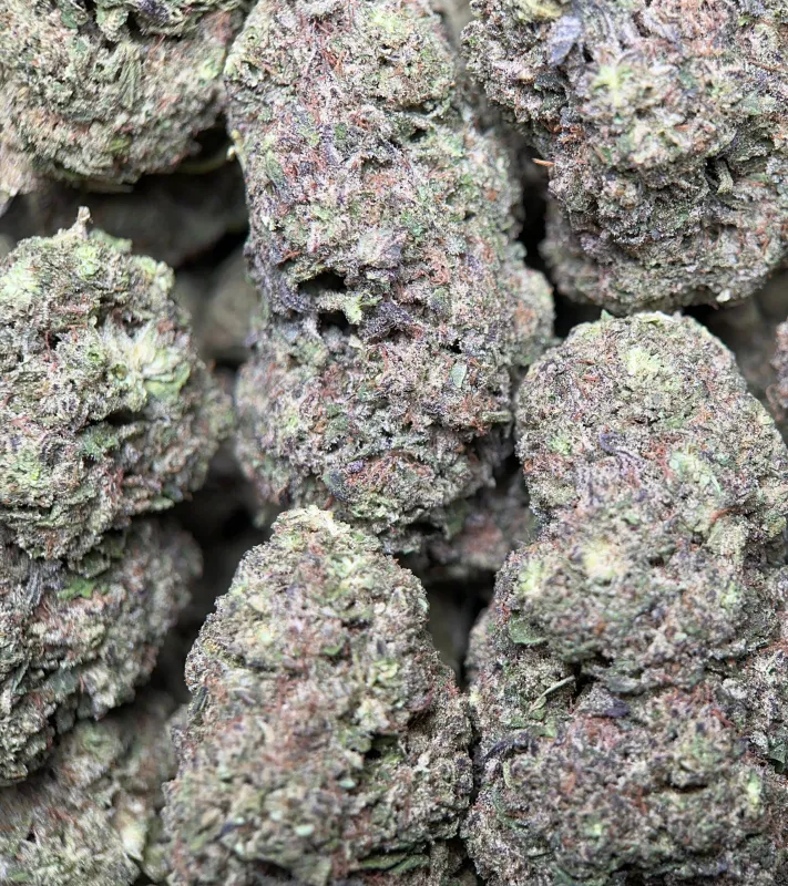 Big Baby Bud photo 6