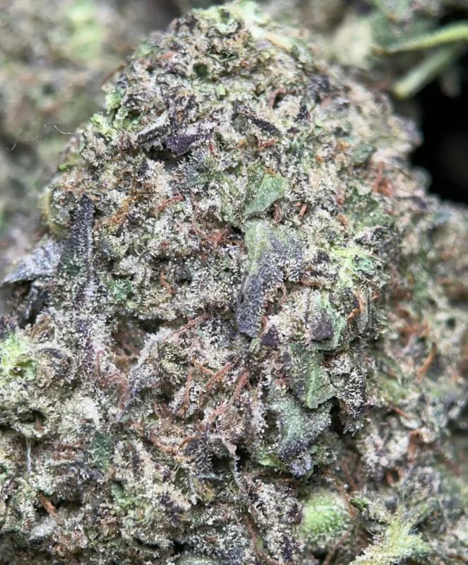 Big Baby Bud photo 7