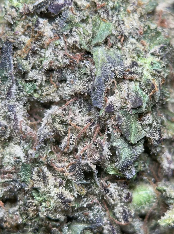 Big Baby Bud photo 9