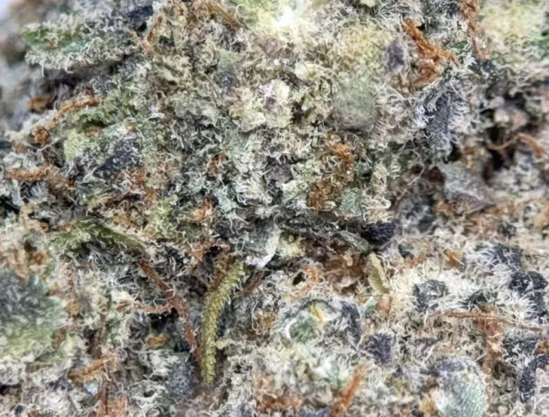 Blackberry Kush Marijuana Strain photo 3