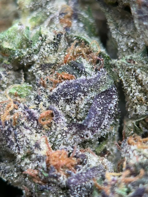 Blue Cookies photo 4