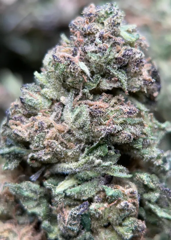 Blue Cookies photo 5