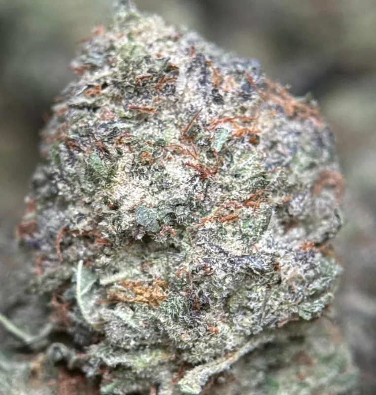 Blue Diesel photo 2