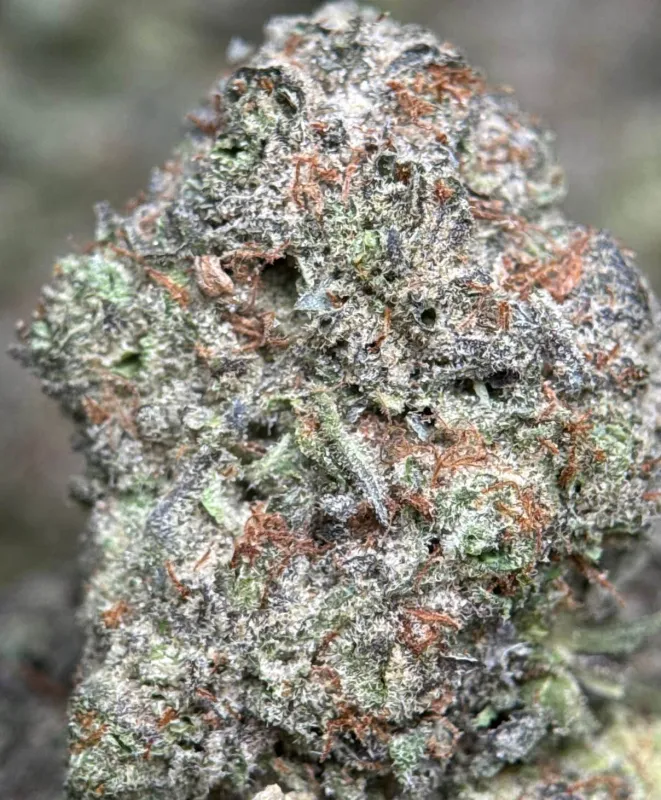 Blue Diesel photo 3