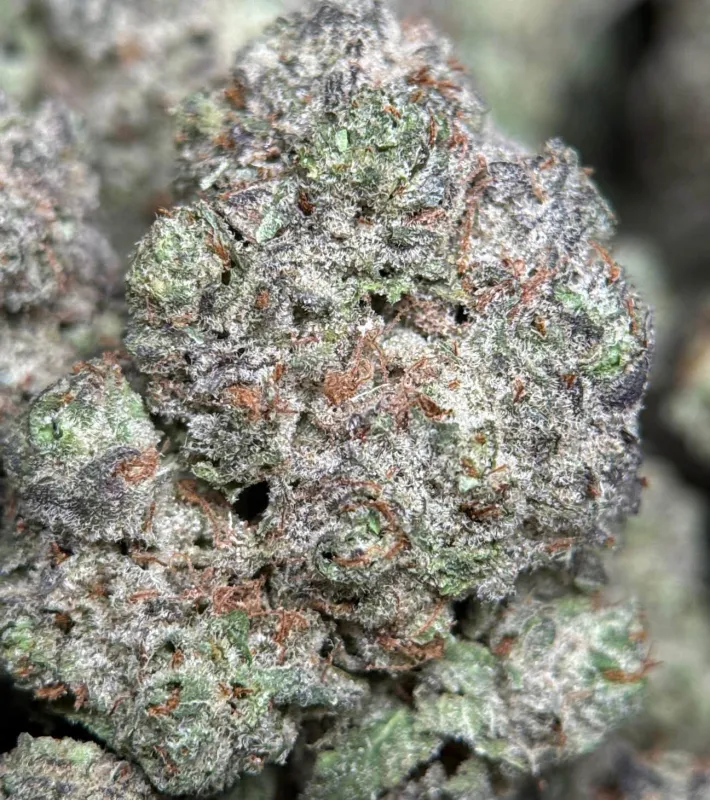 Blue Diesel photo 5