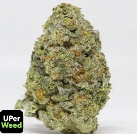 Blue Dream - (Sativa) - THC 31.5%