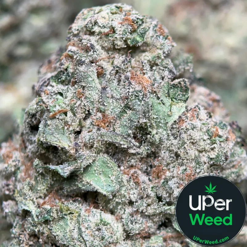 Blue Dream (THC 32%)
