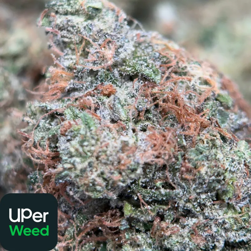 Cheap Bulk Weed Canada 2Oz $200 | Wholesale Cannabis Deal photo 3