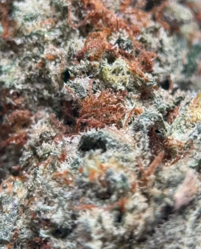 Death Walker OG photo 2