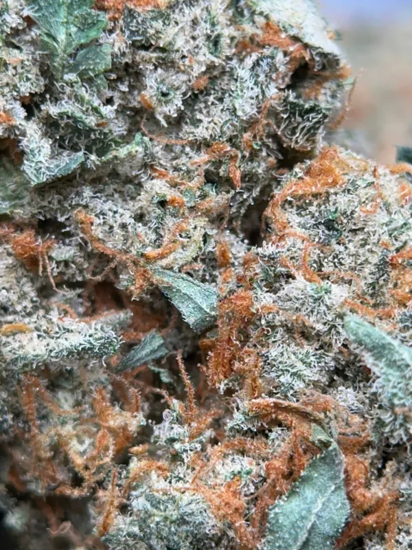 Dragon Haze photo 3