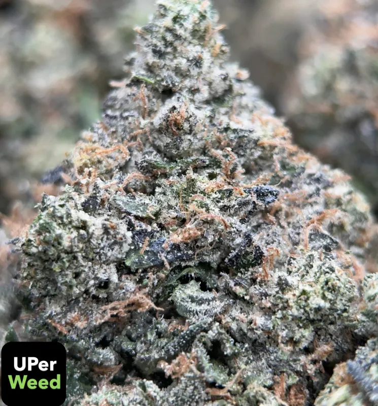 Forbidden Pink (Indica) - THC 32.6% photo 1