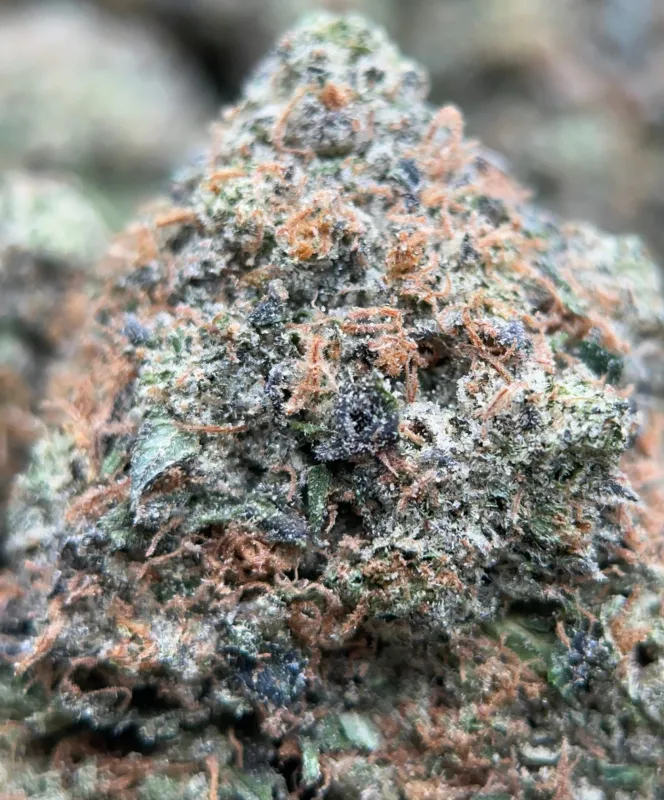 Forbidden Pink (Indica) - THC 32.6% photo 5