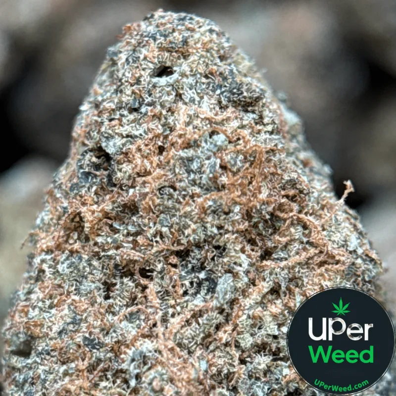 G13 Haze