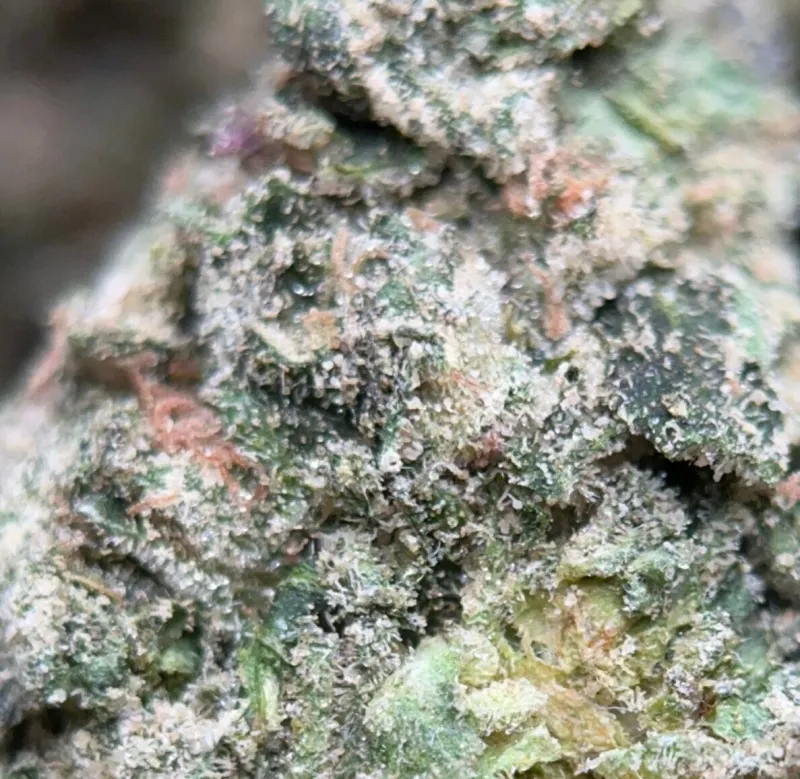 Gelato Runtz photo 1