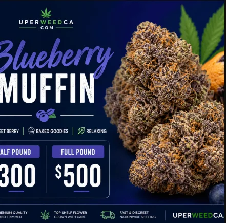 Blueberry Muffin
