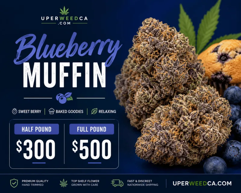 Blueberry Muffin