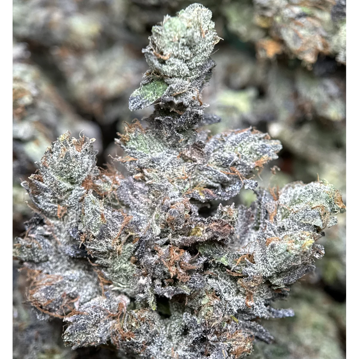 Stinky Pinky photo 4