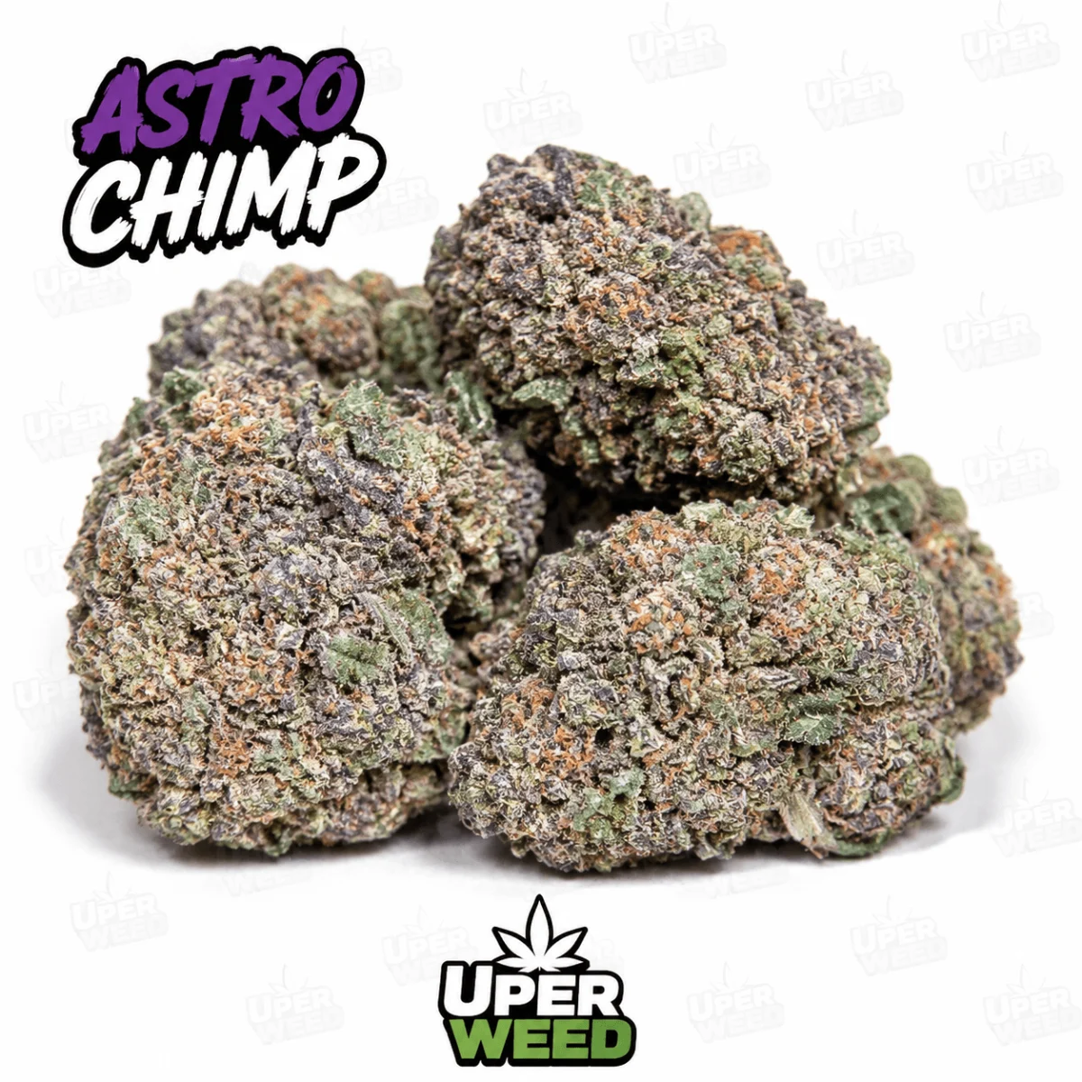 Astro Chimp