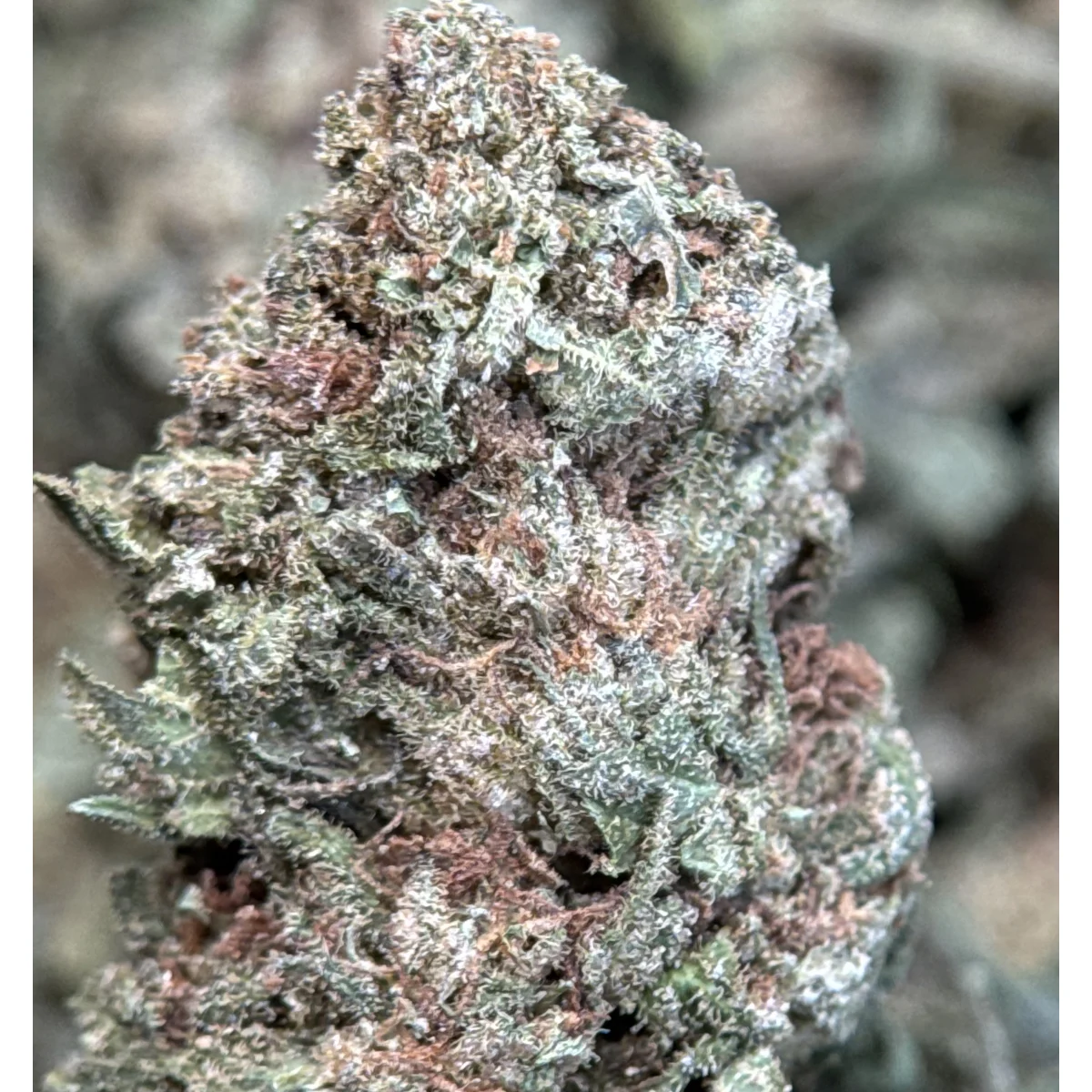 Strawberry Dream photo 2