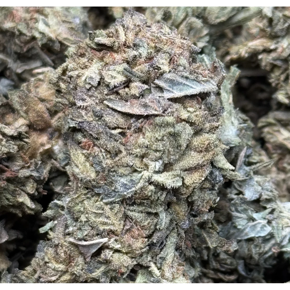 GMO Cookies photo 2