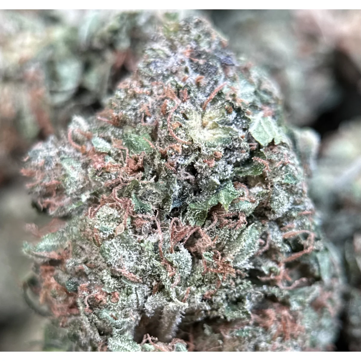 Pink Mystery photo 2